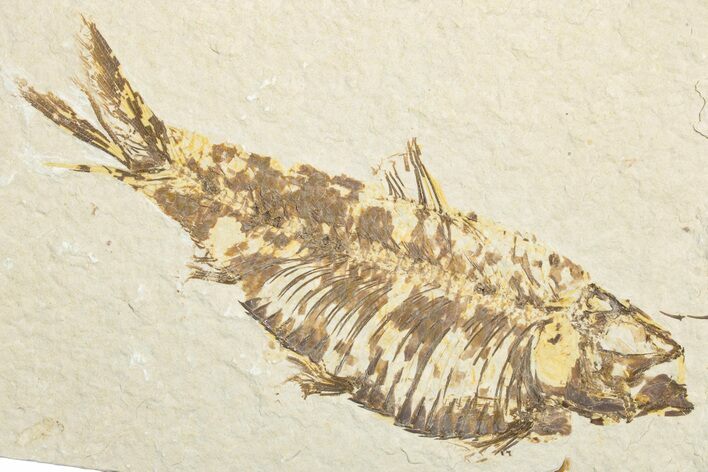 Detailed Fossil Fish (Knightia) - Wyoming #346032